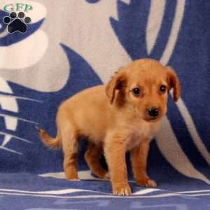 Umiga, Mini Goldendoodle Puppy